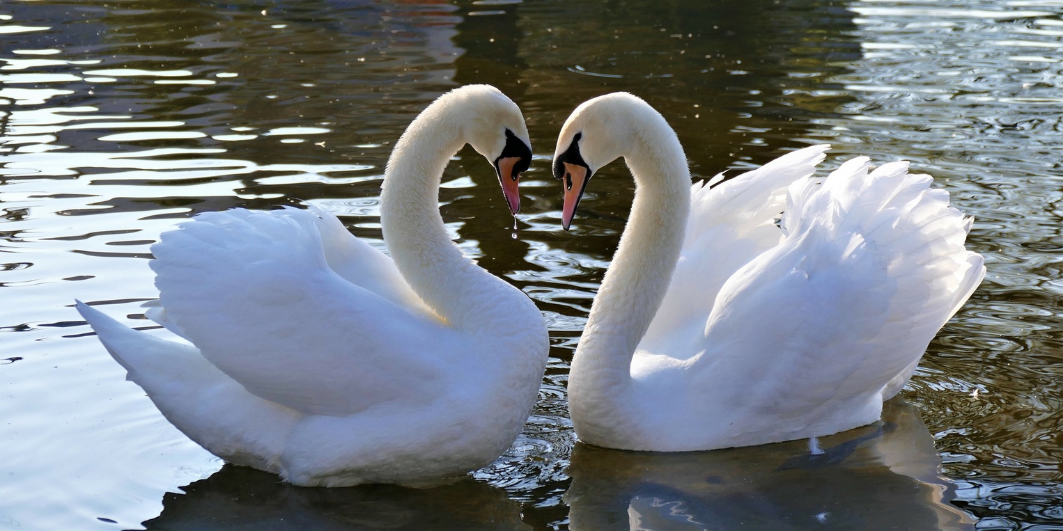 In Liebe